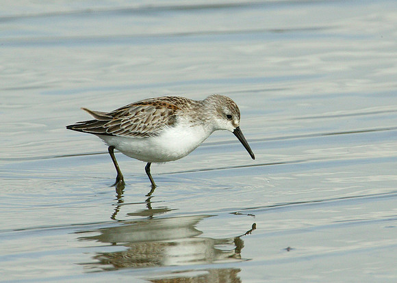Western Sandpiper Calidris maura