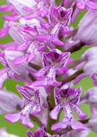 Military Orchid Orchis militaris