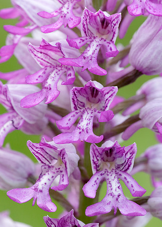 Military Orchid Orchis militaris