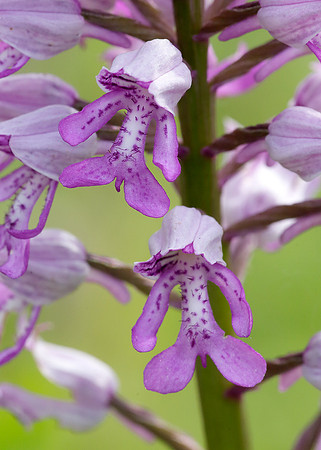 Military Orchid Orchis militaris