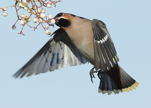 Waxwing Bombycilla garrulus