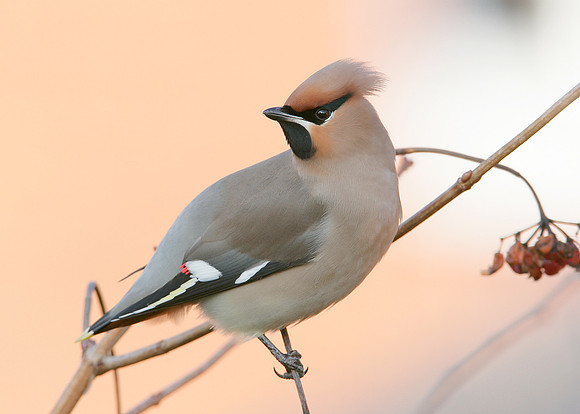 Waxwing Bombycilla garrulus