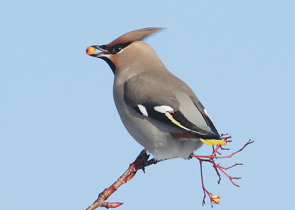 Waxwing Bombycilla garrulus