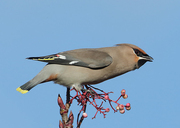 Waxwing Bombycilla garrulus