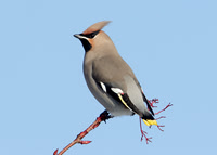 Waxwing Bombycilla garrulus
