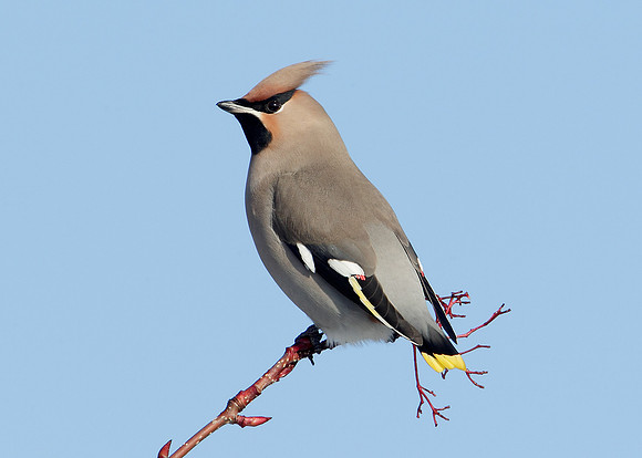 Waxwing Bombycilla garrulus