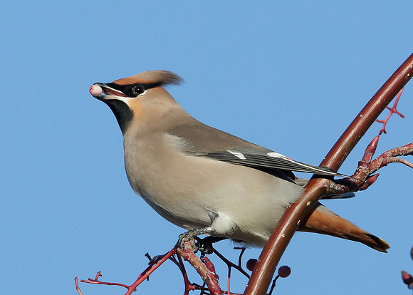 Waxwing Bombycilla garrulus