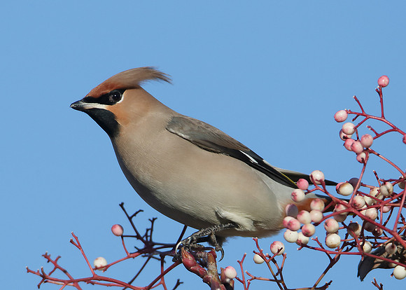 Waxwing Bombycilla garrulus
