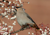 Waxwing Bombycilla garrulus