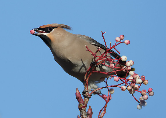 Waxwing Bombycilla garrulus