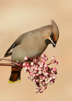 Waxwing Bombycilla garrulus