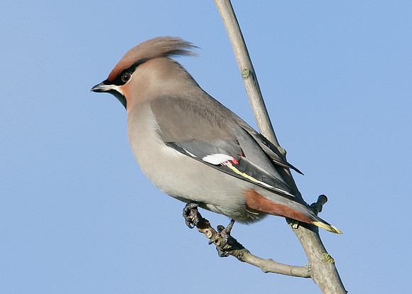 Waxwing Bombycilla garrulus