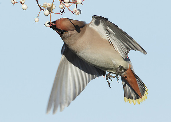 Waxwing Bombycilla garrulus