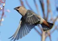 Waxwing Bombycilla garrulus