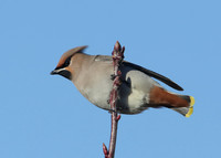 Waxwing Bombycilla garrulus