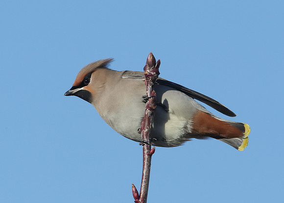 Waxwing Bombycilla garrulus