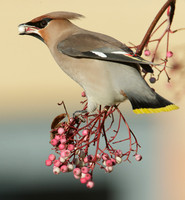 Waxwing Bombycilla garrulus