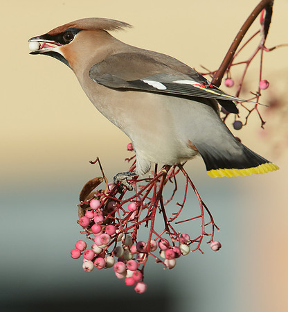 Waxwing Bombycilla garrulus