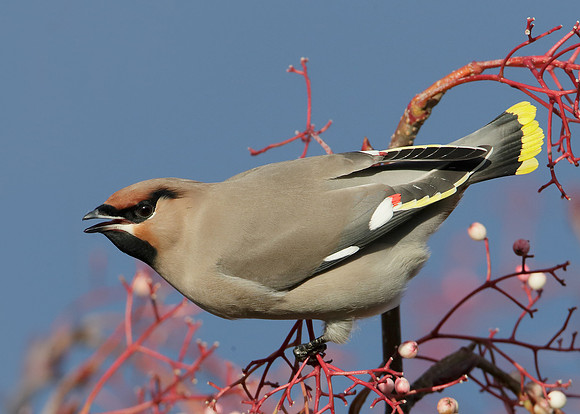 Waxwing Bombycilla garrulus