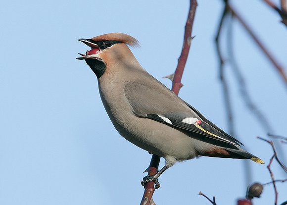 Waxwing Bombycilla garrulus