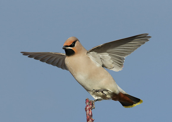 Waxwing Bombycilla garrulus