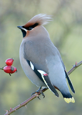 Waxwing Bombycilla garrulus