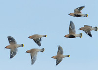 Waxwing Bombycilla garrulus