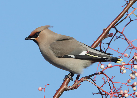 Waxwing Bombycilla garrulus