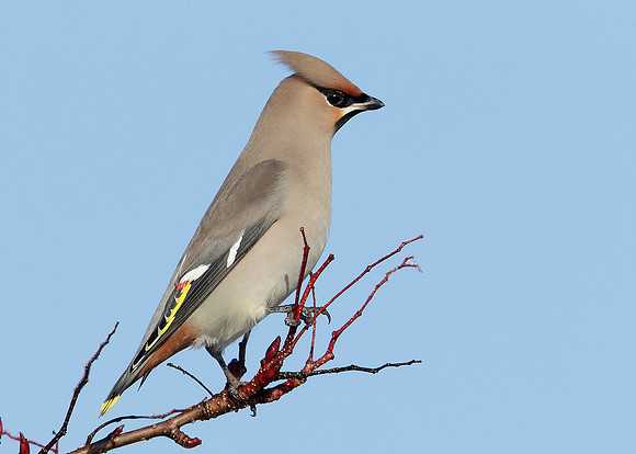 Waxwing Bombycilla garrulus
