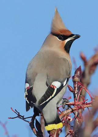 Waxwing Bombycilla garrulus