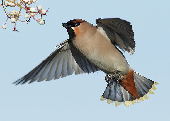 Waxwing Bombycilla garrulus