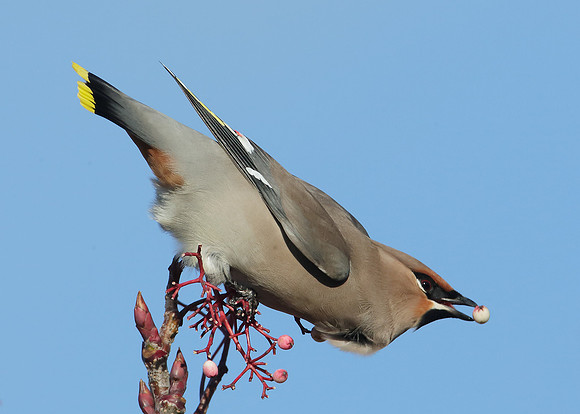 Waxwing Bombycilla garrulus