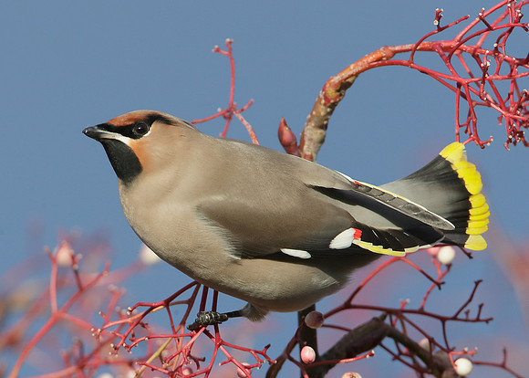 Waxwing Bombycilla garrulus