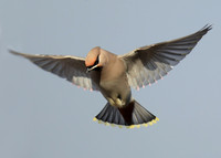 Waxwing Bombycilla garrulus
