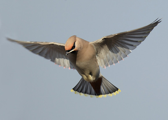 Waxwing Bombycilla garrulus