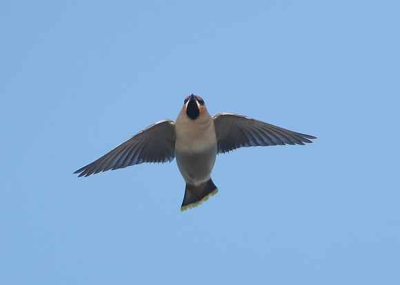 Waxwing Bombycilla garrulus