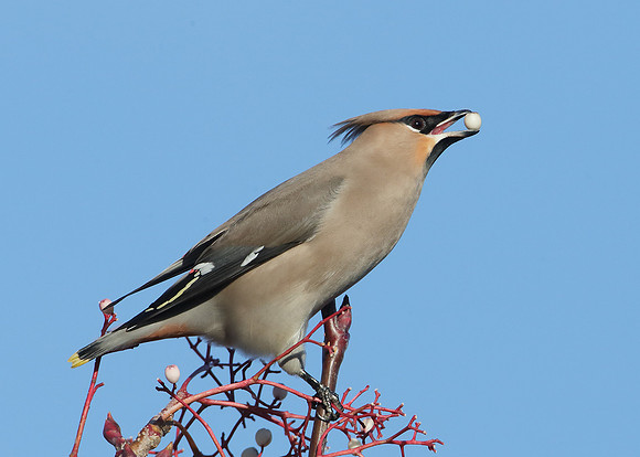 Waxwing Bombycilla garrulus
