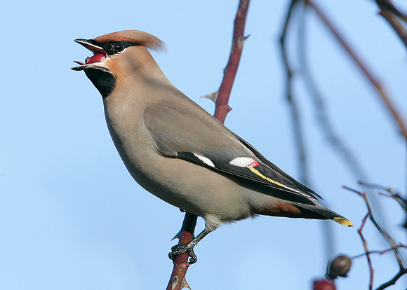 Waxwing Bombycilla garrulus