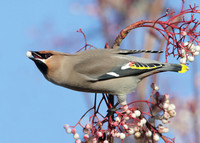 Waxwing Bombycilla garrulus