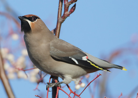 Waxwing Bombycilla garrulus