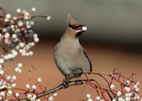 Waxwing Bombycilla garrulus