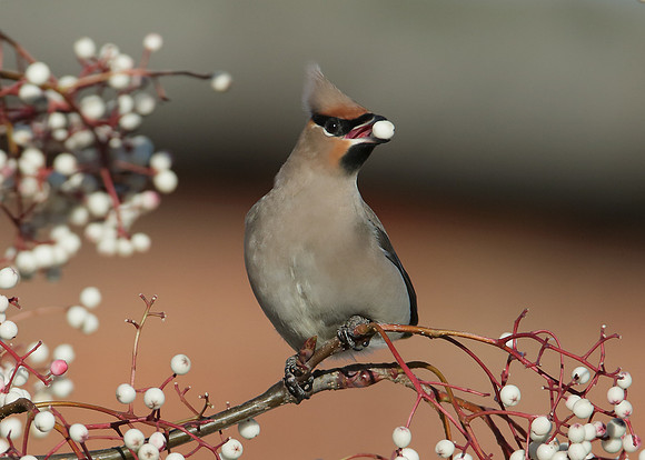 Waxwing Bombycilla garrulus