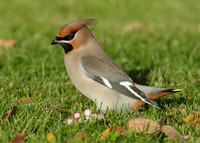 Waxwing Bombycilla garrulus