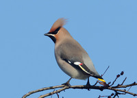 Waxwing Bombycilla garrulus