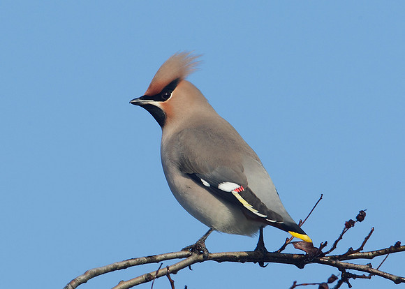 Waxwing Bombycilla garrulus