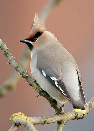 Waxwing Bombycilla garrulus