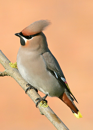 Waxwing Bombycilla garrulus