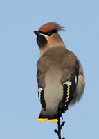 Waxwing Bombycilla garrulus