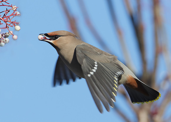 Waxwing Bombycilla garrulus