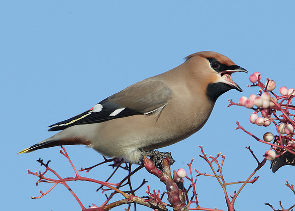 Waxwing Bombycilla garrulus